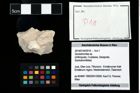 Foto (Objekt + Etikett) von Goniodromites sp.  (NHMW-GEO-2014-0194-0018)